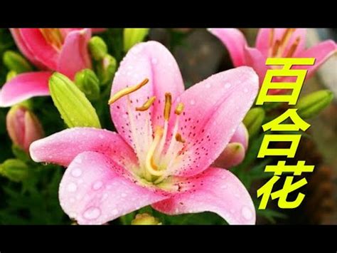 房間放百合花|【房間放百合花】房間放百合花：好處、壞處，一次搞懂！